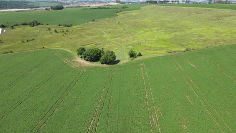 Feld-Mit-Sojaplantagen,-Drohnenansicht