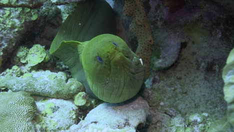 closeup of face of a green moray eel looking out of a cave on healthy coral reef breathing while open and close her mouth