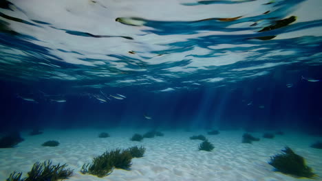 underwater scene with fish and sunlight