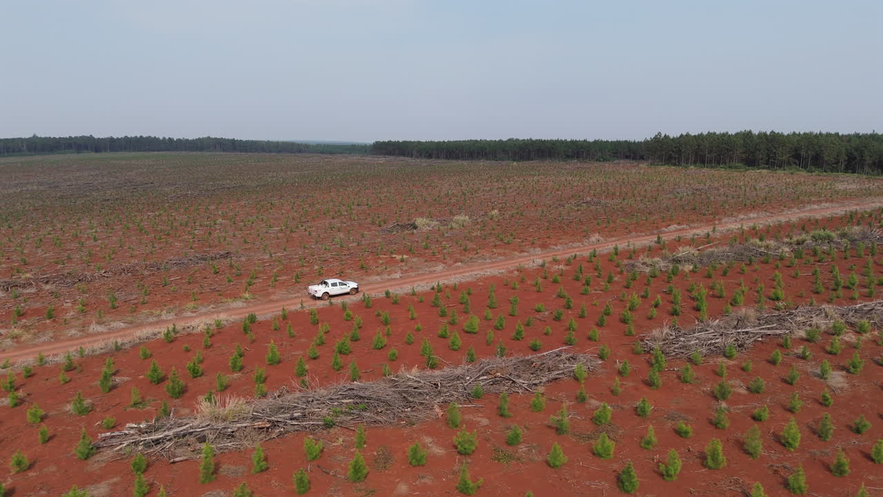 Aerial view of pickup truck driving through new pine plantation.
