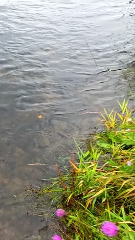 agua clara sobre rocas con vegetación cercana