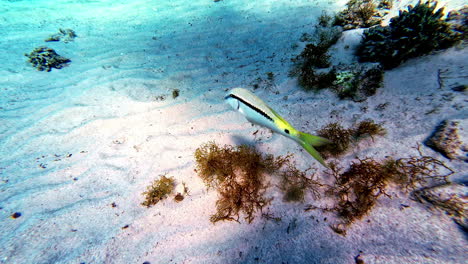 A-Colourful-Fish-Swimming-Freely-Along-The-Rocky-Seabed-With-Plants-And-White-Sand