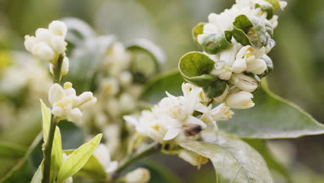 orange fruit blossom tree in spring