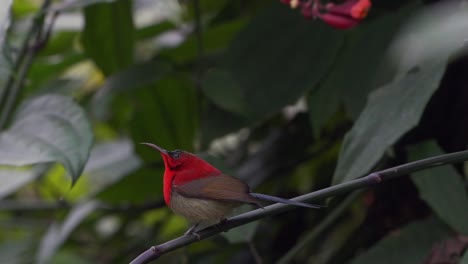 a crimson sunbird perched on a small branch in a bush