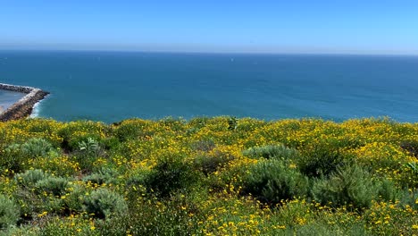 4k-60p,-Gelbe-Blumen-Wehen-Im-Wind-Mit-Blick-Auf-Den-Ozean