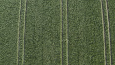 tractor tire tracks run in parallel rows in green crop field aerial