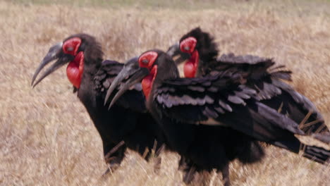 Southern-Ground-Hornbills-Walking-On-The-Grassland-In-Botswana-On-A-Summer-Day---Closeup-Shot