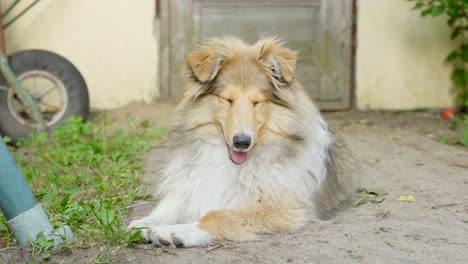 relajado perro collie áspero descansando al aire libre en un día soleado