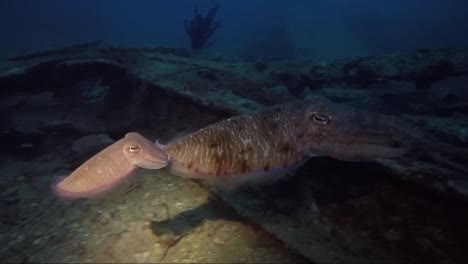 mum and baby cuttlefish on a night dive over a wreck under torch light