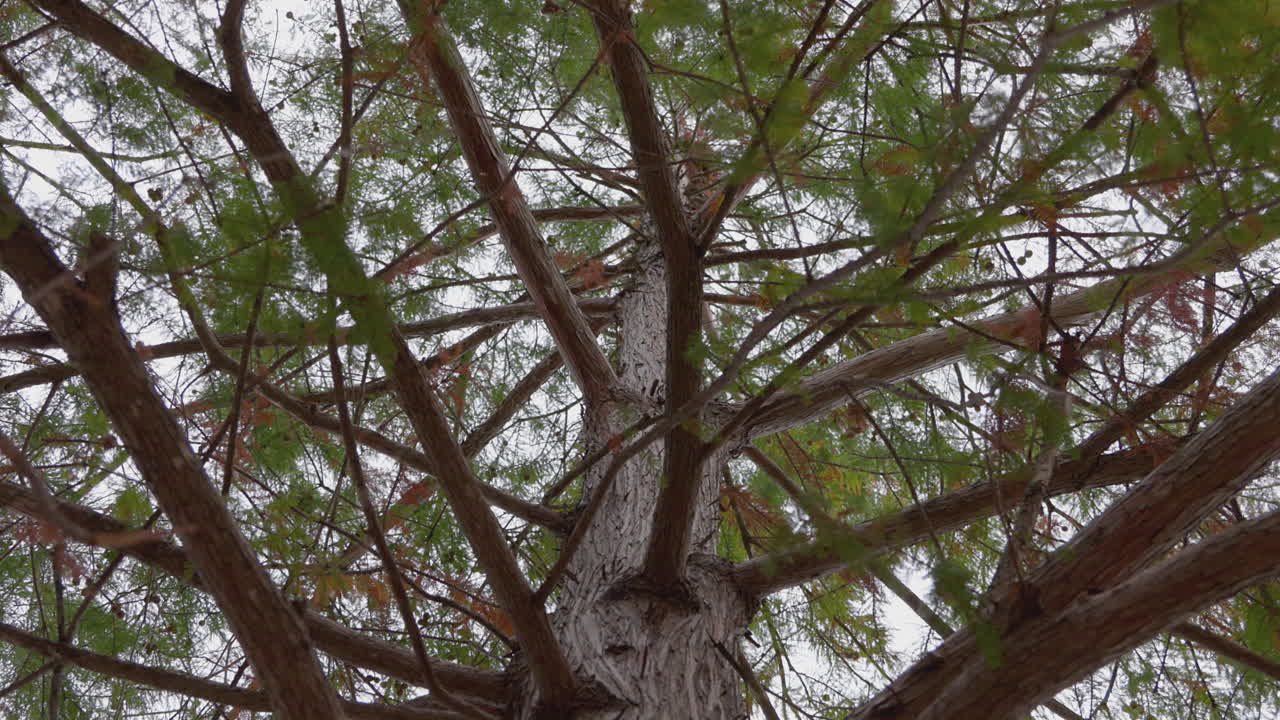 Upward View of a Tree Canopy with Branches and Leaves