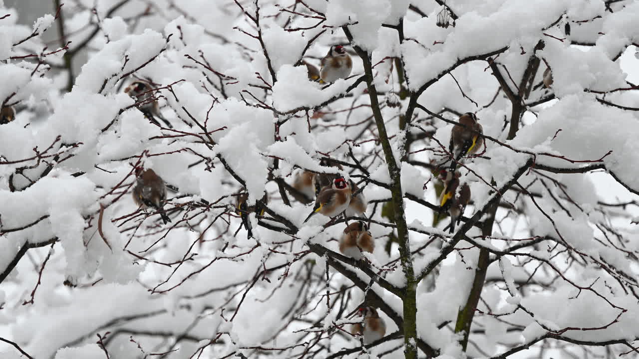 Flock of birds on snowy tree branches