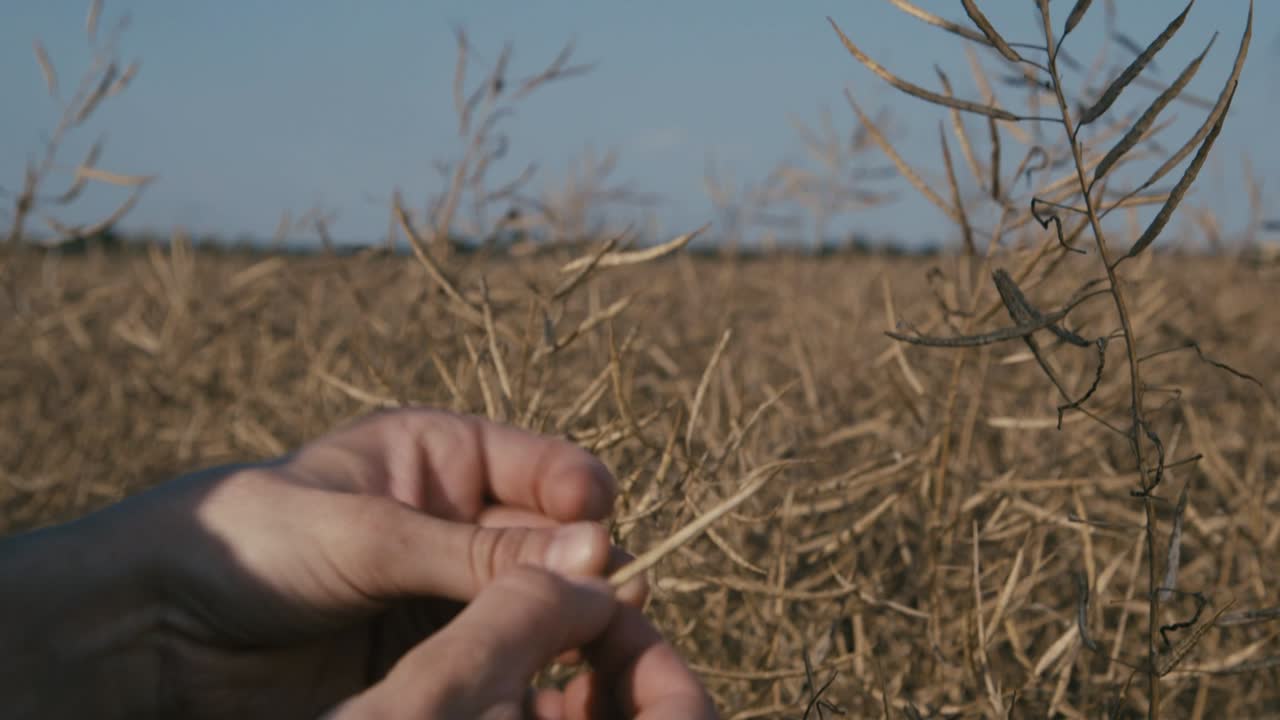독일 마그데부르크에 있는 풍경 숲과 바람개비가 배경에 있는 마른 카놀라 밭의 샷