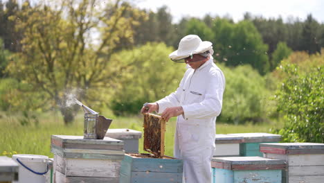 summer beekeeping man working with apiary honeycombs. organic honey harvesting by beekeeper.