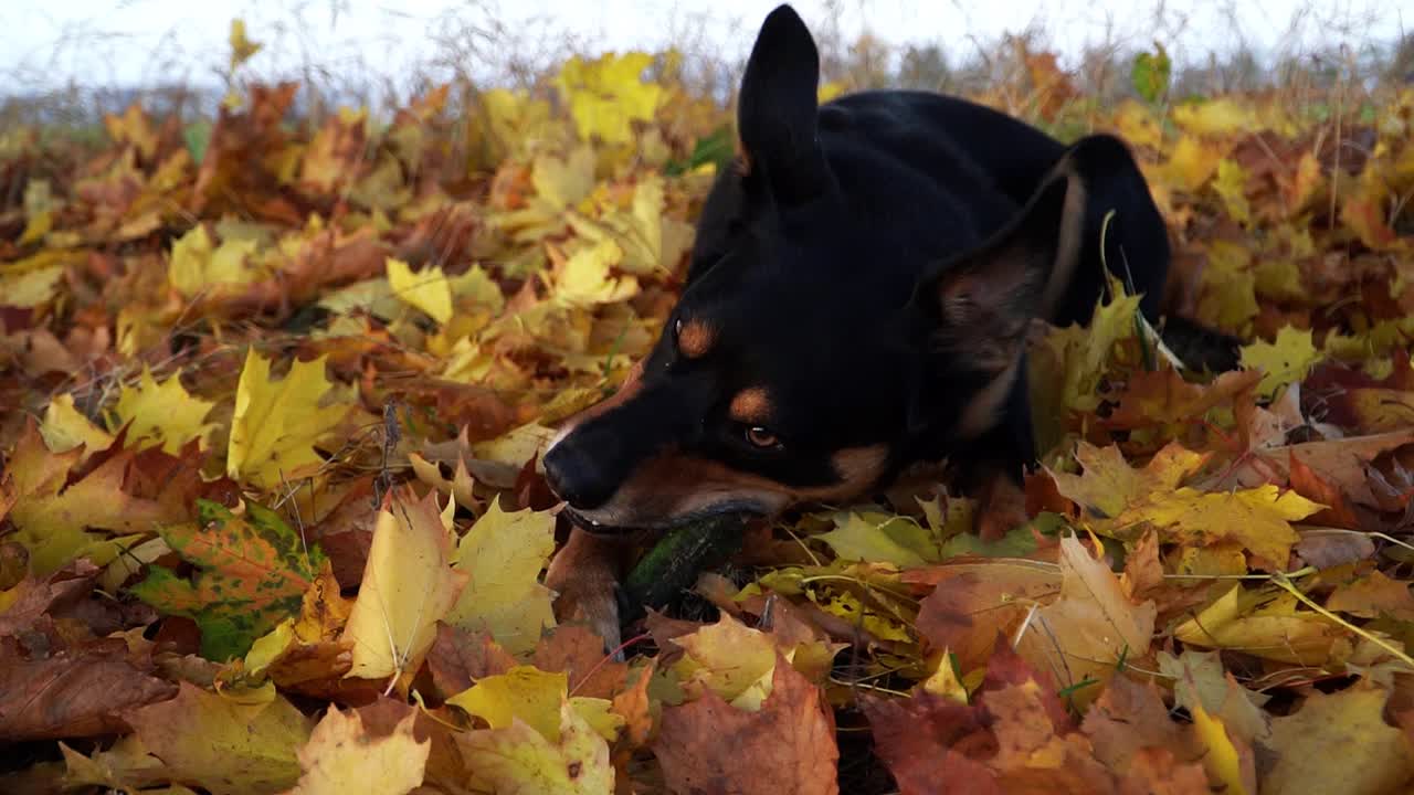 perro masticando un palo, lo que puede ser realmente peligroso