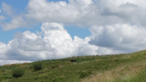 groothoekopname van een eenzame boer achter het ossenteam dat de grond op een heuvel bewerkt