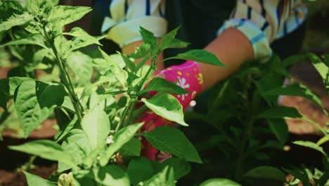 woman gardening, tending to pepper plants