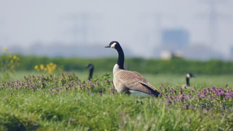 canada goose in a field