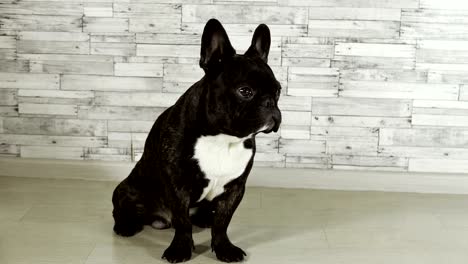 animal dog breed french bulldog sitting