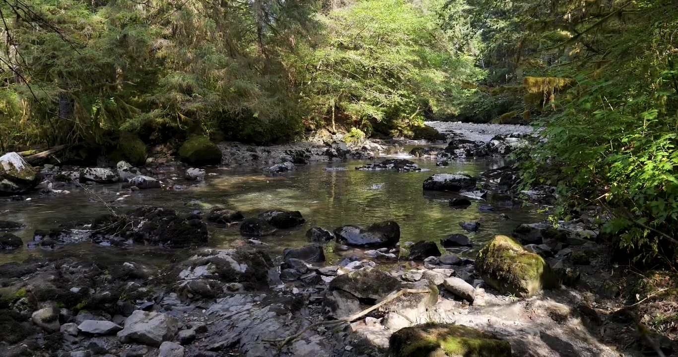 Ikan salmon melompat keluar dari air. Ikan salmon berenang melawan arus ke hulu sungai untuk bertelur di Alaska