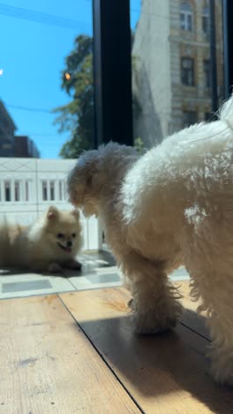 two dogs in a cafe