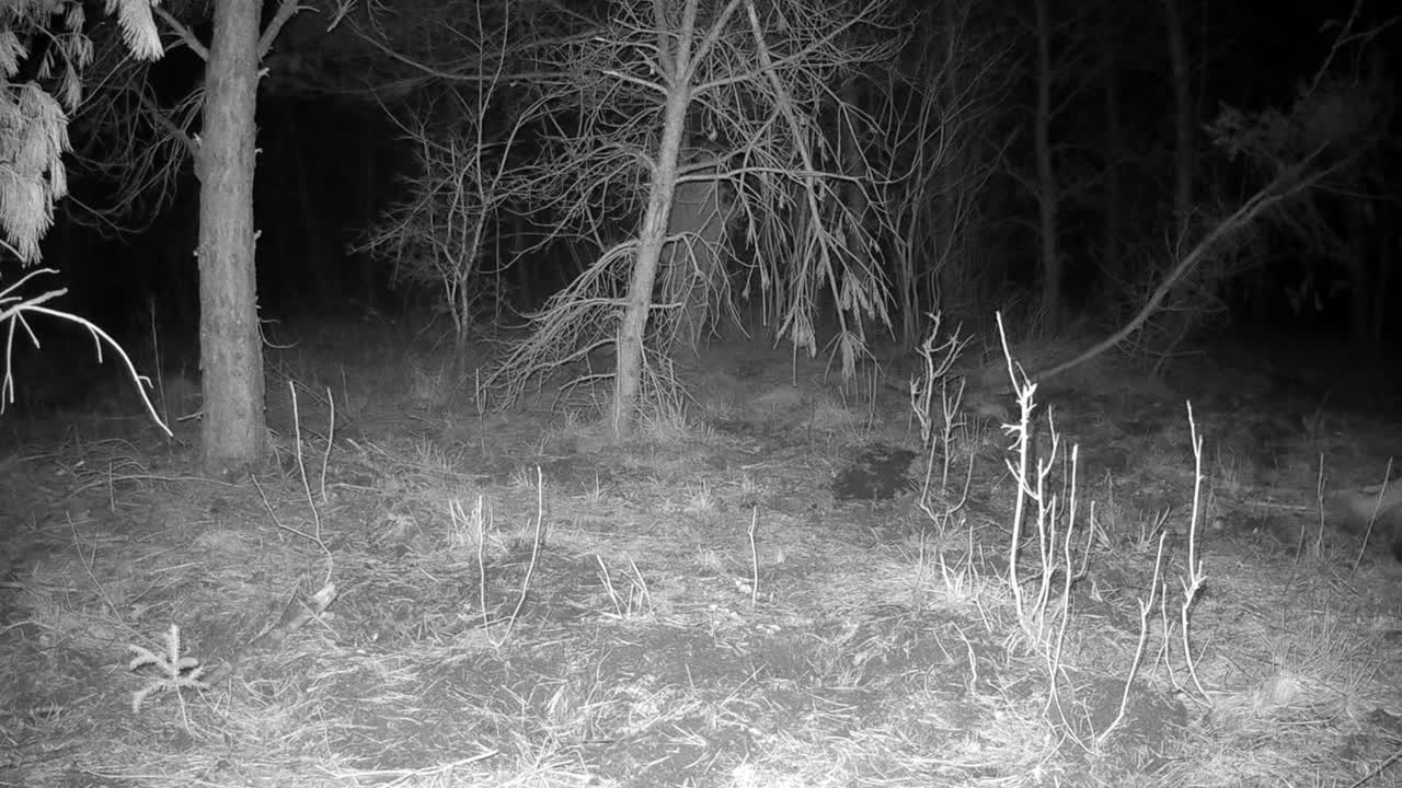 European badger (Meles meles) with an injured leg marking its territory. Saaremaa, Estonia.