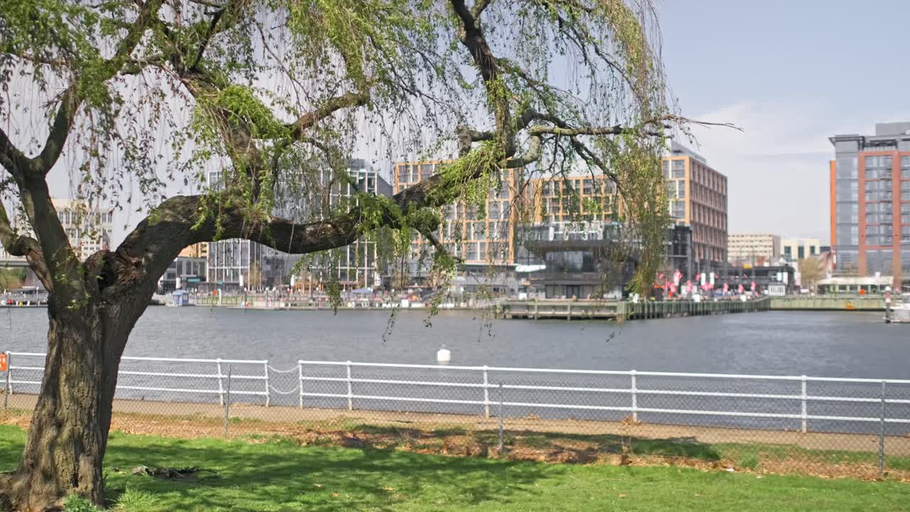 A weeping willow in front of a lake bay with buildings and restaurants