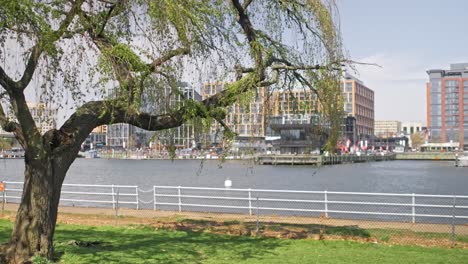 A-weeping-willow-in-front-of-a-lake-bay-with-buildings-and-restaurants