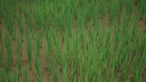 rice paddy field