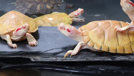 albino red eared sliders