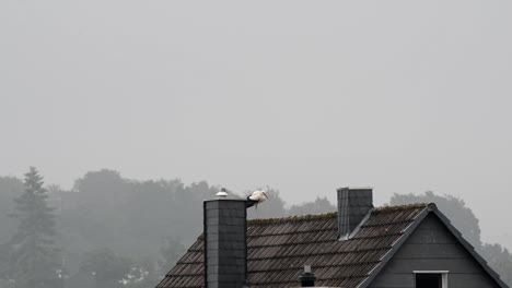 White-stork-standing-on-the-roof-of-a-European-building