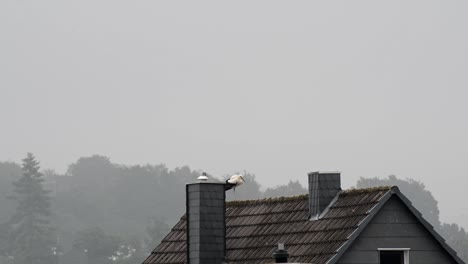 white stork standing on the roof of a european building