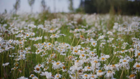 Blumenwiese,-Blick-Auf-Weiße-Gänseblümchen