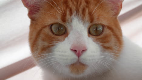 the head of a ginger cat with white spots