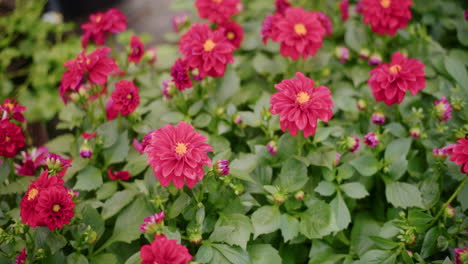 plantas frescas de flores rojas en invernadero