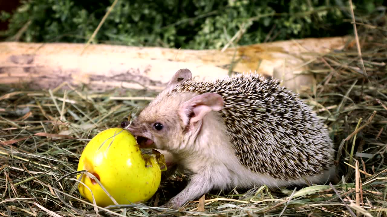 Afrikanischer Igel isst einen Apfel