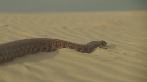 Close-Up-Of-Large-Snake-Slithering-Over-Sand-away-from-the-camera-in-Golden-Desert