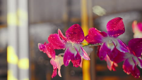 la elegancia del amanecer con las orquídeas besadas por el rocío