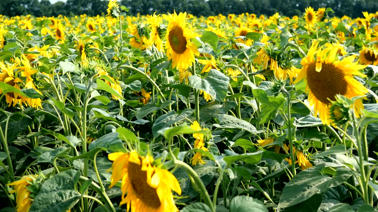 밝고 은 여름날에 꽃이 피는 해바라기 들판.