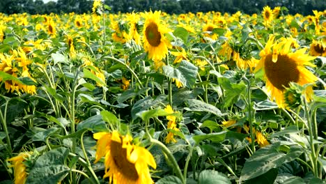 blooming sunflowers field at bright sunny summer day.