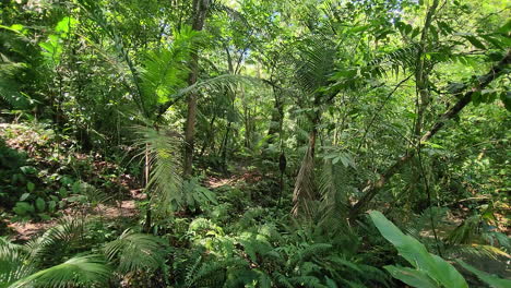 Caminando-Lentamente-A-Lo-Largo-De-La-Densa-Jungla-Tropical,-Rodada-De-Lado