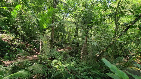 caminando lentamente a lo largo de la densa jungla tropical, rodada de lado