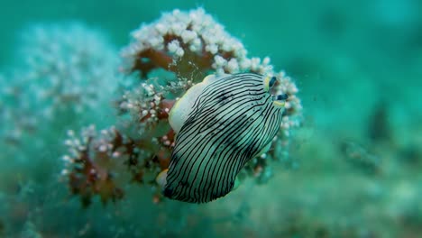 striped nudibranch sea slug crawls stuck attached soft coral swaying current