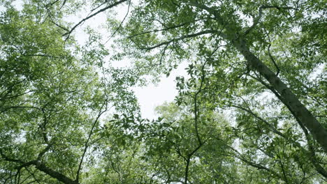 Taking-a-shot-of-a-mangrove-tree-taken-from-below,-showing-the-huge-trunk,-branches-and-leaves,-located-at-Bangphu-Recreational-Area-in-Samut-Prakan,-in-Thailand