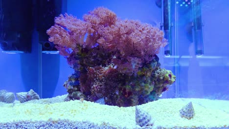 zoom shot on a beautiful large purple sea anemone on a rock waving back and forth in the water of the sea aquarium