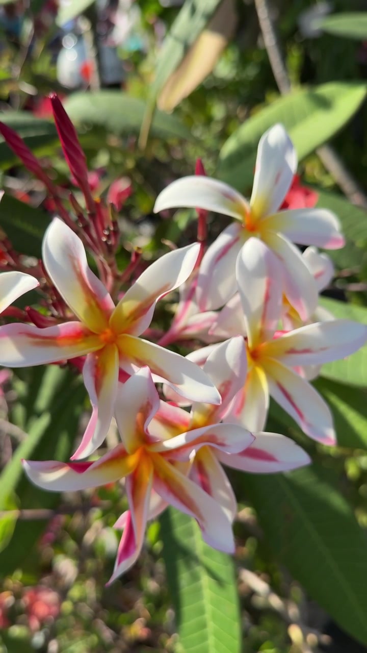 Primo piano di vivaci fiori di plumeria bianchi e rosa alla luce del sole