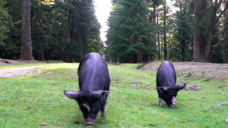 Two-black-pigs,-grazing-side-by-side-in-the-New-Forest,-Hampshire,-UK