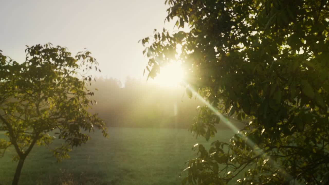 라이트 레일이 있는 나무 사이로 들어오는 아름다운 햇빛