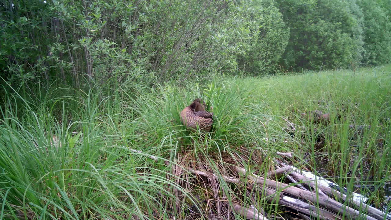 Young Wild ducks (Anas platyrhynchos) taking their evening toilet. Estonia