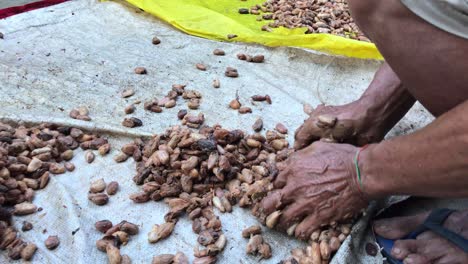 limpieza de los granos de cacao para el proceso de secado