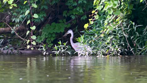 great blue heron diving and catching crayfish in riverbank water